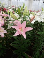 [4287 Catone VWS No101.JPG]